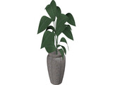 Ficus 3D Model