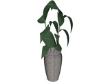 Ficus 3D Model