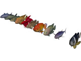 Fish Collection 3D Model preview