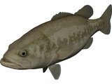 Florida Largemouth Bass 3D Model preview
