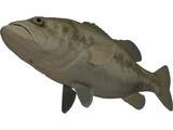 Florida Largemouth Bass 3D Model