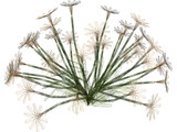 Flower Garden 3D Model