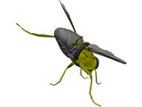 Fly 3D Model preview