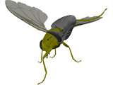 Fly 3D Model