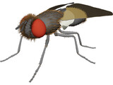 Fly Gray 3D Model preview