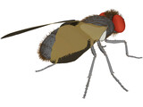 Fly Gray 3D Model