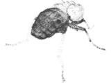 Fly Hair 3D Model