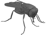 Fly 3D Model