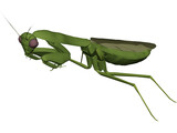 Flying Mantis 3D Model preview