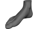 Foot 3D Model preview