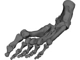 Foot Bone Right 3D Model preview