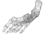 Foot Bone Right 3D Model