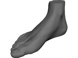 Foot 3D Model preview