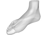 Foot 3D Model