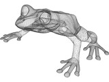 Frog 3D Model
