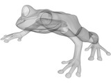Frog 3D Model