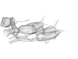 Frog Male Anatomy 3D Model