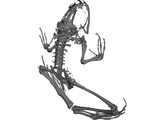 Frog Skeleton 3D Model preview
