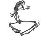 Frog Skeleton 3D Model