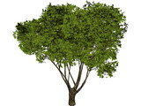 Garden Tree 3D Model preview