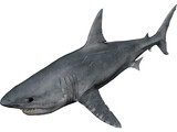 Great White Shark 3D Model preview