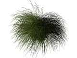 Gynerium Sagittatum Plant 3D Model