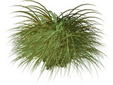Gynerium Sagittatum Plant 3D Model