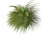 Gynerium Sagittatum Plant 3D Model