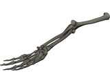 Hand 3D Model preview