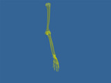 Hand 3D Model