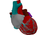 Heart 3D Model