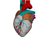 Heart with Internal Parts 3D Model preview