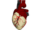 Heart with Internal Parts 3D Model preview
