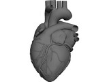 Heart 3D Model preview