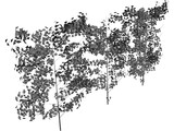 Hedge 3D Model preview
