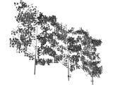 Hedge 3D Model
