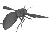 Hornet 3D Model