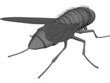 House Fly 3D Model preview