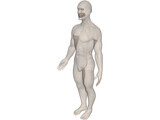 Human 3D Model