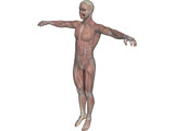 Human Body with Muscles 3D Model preview