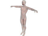 Human Body with Muscles 3D Model