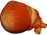 Human Heart 3D Model preview