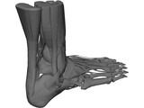Human Leg 3D Model preview