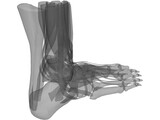 Human Leg 3D Model