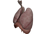 Human Respiratory System 3D Model preview