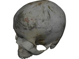 Human Skull No Jaw 3D Model preview