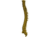 Human Spine 3D Model preview