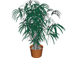 Indoor Plant 3D Model preview