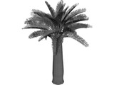 Jubaea Chilensis 3D Model preview