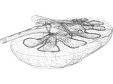 Kidney Interior 3D Model